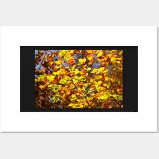 Brightly colored autumn leaves on a beech tree Posters and Art